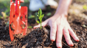 reforestacion ciudad de mexico element